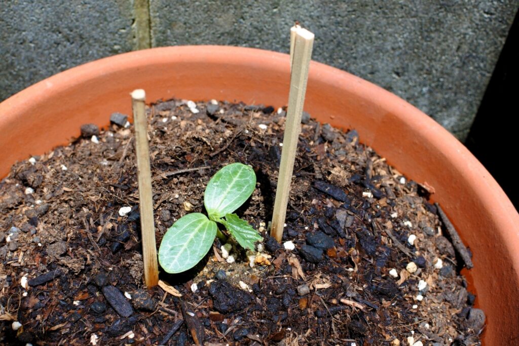 植木鉢・鉢植えのリサイクル・再利用の方法