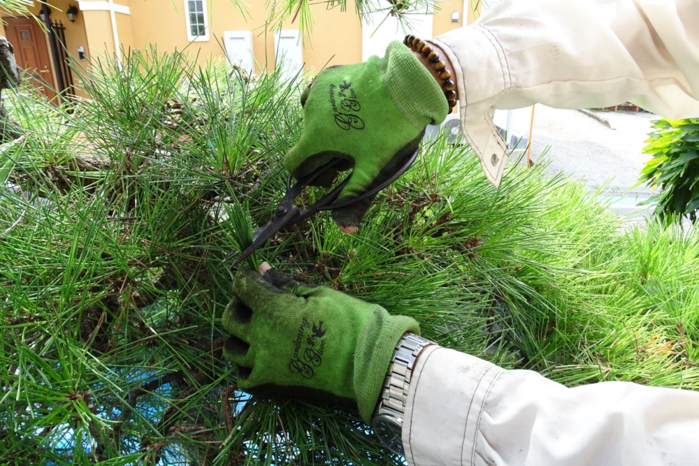 木の伐採・処分にかかる費用