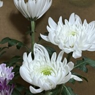 親が亡くなったらすることを紹介！手続きの進め方や期限も解説